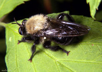 : Laphria flavicollis; Robber Fly
