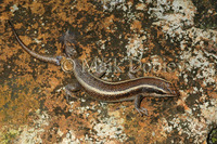 : Trachylepis striata; Sriped Skink