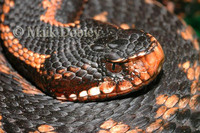 : Vipera kaznakovi; Caucasian Viper