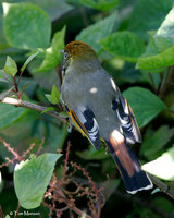 Chestnut-tailed Minla