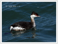 귀뿔논병아리 (Horned Grebe)