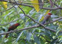 アカガオヤブドリ Red-faced Liocichla Liocichla phoenicea