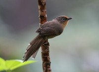 メジロシマドリ Spectacled Barwing Actinodura ramsayi