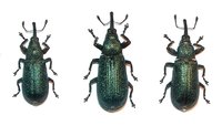 Magdalis phlegmatica