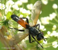 Cylindromyia brassicaria