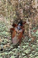 Gastrodes abietum