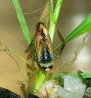 Notonecta glauca - Water Boatman