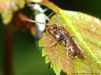 Nomada flavoguttata