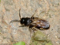 Mutilla marginata