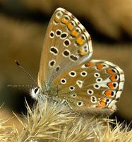 Polyommatus bellargus f. ceronus - Adonis Blue