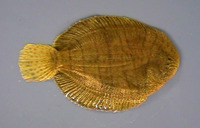 Trinectes maculatus, Hogchoker: