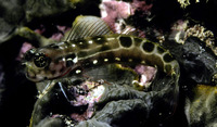 Ecsenius sellifer, Saddle blenny: