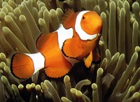 Amphiprion percula, Orange clownfish: aquarium