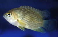 Pristolepis marginata, Malabar leaffish: fisheries, aquarium