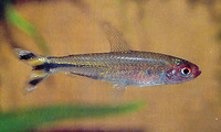 Hemigrammus rhodostomus, Rummy-nose tetra: aquarium