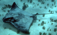 Myliobatis tenuicaudatus, New Zealand eagle ray: fisheries