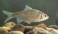 Mystacoleucus marginatus, : fisheries