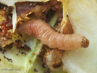 Cydia pomonella - Codling Moth