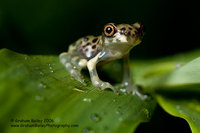 Juveinile Tree Frog - Hyla sp.