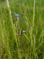 Lestes sponsa - Emerald Damselfly