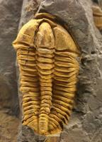 Conocoryphe
