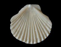 Pterioida