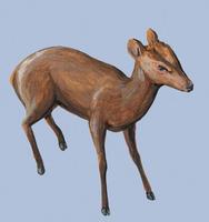 Image of: Muntiacus putaoensis (leaf deer)