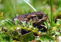 Image of: Bufo gargarizans