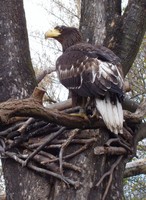 Haliaeetus pelagicus - Steller's Sea-Eagle