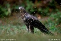 Pernis apivorus - Honey Buzzard