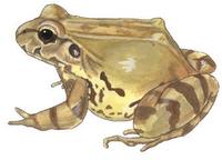 Image of: Leptodactylus pentadactylus