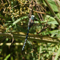 Image of: Aeshna canadensis