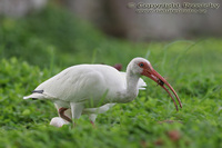 Eudocimus albus - White Ibis