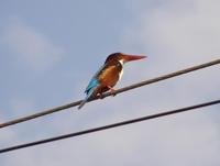 Halcyon smyrnensis - White-throated Kingfisher