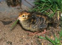 Coturnix japonica - Japanese Quail