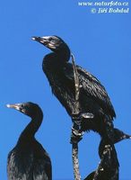 Phalacrocorax pygmaeus - Pygmy Cormorant