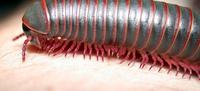 Image of: Narceus americanus