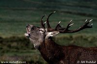 Cervus elaphus - Red Deer