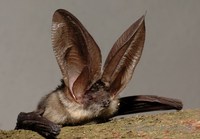 Plecotus austriacus - Grey Big-eared Bat