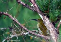 Image of: Arachnothera magna (streaked spiderhunter)