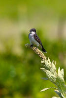 Image of: Tyrannus tyrannus (eastern kingbird)