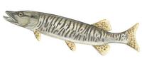 Image of: Esox masquinongy (muskellunge)