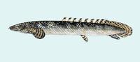 Image of: Polypterus ornatipinnis