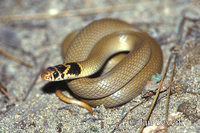 Eirenis modestus