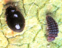Stethorus punctum