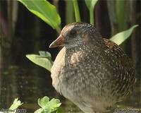 Spotted Crake - Porzana porzana