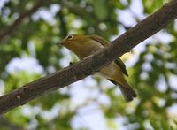 Lowland White-eye - Zosterops meyeni