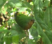 Tawny-breasted Parrotfinch - Erythrura hyperythra