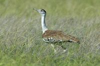 Australian Bustard