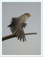 Gray Kestrel - Falco ardosiaceus